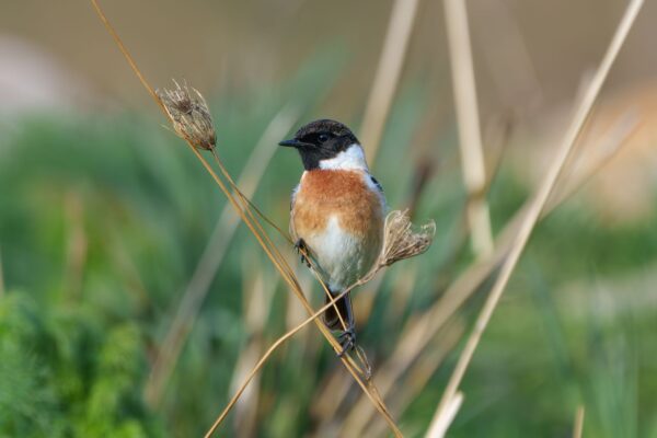 Stonechat Saxicola rubicola male - Sicily, winter 2024. ph. Domenico Margarese